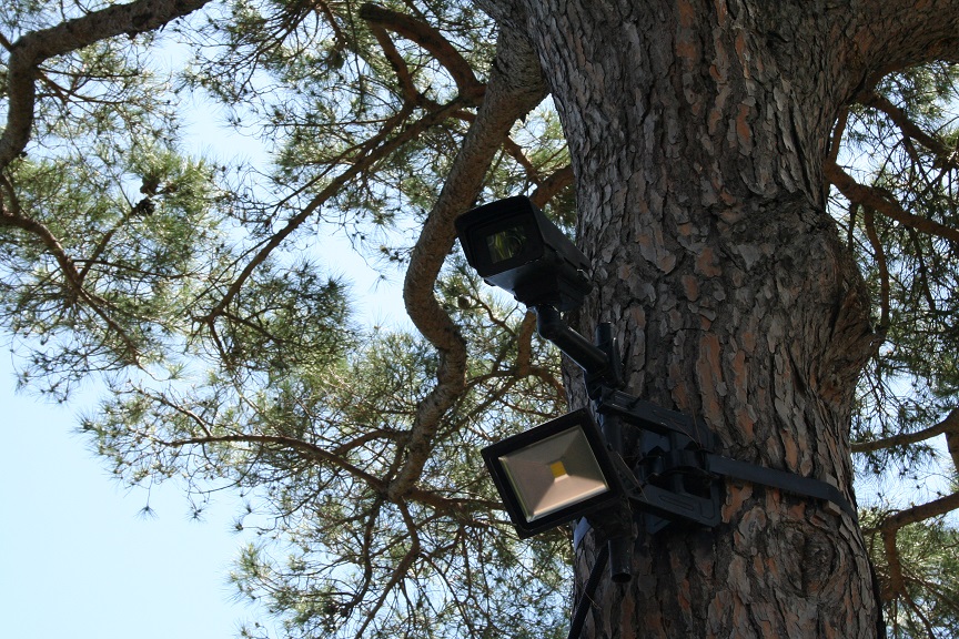 Camera integree à un arbre
